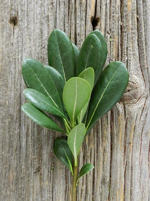 PITTOSPORUM   GREENS